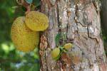 Jackfruit, Artocarpus heterophyllus, Botanical Garden, Peradeniya, Sri Lanka Ceylon.