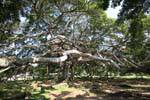 Gigantic fig Java, Peradeniya Royal botanic gardens, Sri Lanka Ceylon.