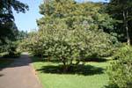 Different varieties of trees, Royal Botanic Gardens, Peradeniya, Sri Lanka Ceylon.