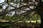 Java giant fig tree about 150 years, Botanical Garden, Peradeniya, Sri Lanka Ceylon.