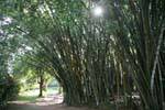 Bamboo Botanic Park, Peradeniya, Sri Lanka Ceylon.