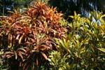 Ornamental shrubs-color foliage, Peradeniya botanic garden, Sri Lanka Ceylon.