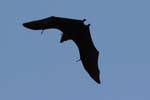 Chiroptera flight, Royal Botanical Garden, Peradeniya, Sri Lanka Ceylon.