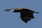 Giant bat in flight, Royal Botanical Garden, Peradeniya, Sri Lanka Ceylon.