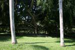 View between two royal palm tree trunks, Botanical Garden, Peradeniya, Sri Lanka Ceylon.