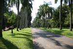 Driveway royal palms, Royal Botanical Garden, Peradeniya, Sri Lanka Ceylon.