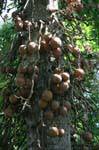 Buddha fruit, Cannon ball tree, botanical garden, Peradeniya, Sri Lanka Ceylon.