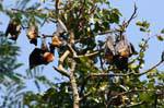 Cluster of fruit bats sleep, Royal Botanical Garden, Peradeniya, Sri Lanka Ceylon.