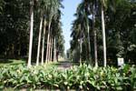 View the Cabbage Palm Avenue, Botanical Garden of Peradeniya, Sri Lanka Ceylon.