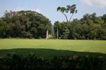 Canopy of trees and alley of palm trees, Botanical Garden of Peradeniya, Sri Lanka Ceylon.