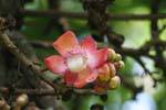 Flower in a tree, Royal Botanic Garden, Peradeniya, Sri Lanka Ceylon.