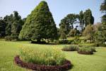 Flower beds and tree diversity, Royal Botanic Gardens, Peradeniya, Sri Lanka Ceylon.