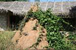 Large termite mound, Kurunegala, Sri Lanka Ceylon.