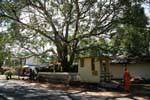 Bodhi tree (Bo) or sacred ficus Kurunegala, Sri Lanka Ceylon.