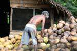 Sorting coconut, Kurunegala, Sri Lanka Ceylon.