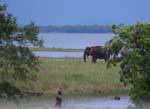Elephant in the Kaudulla National Park, Medirigiriya road, Sri Lanka Ceylon.