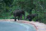 Flight of wild elephants, Medirigiriya road, Sri Lanka Ceylon.