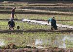 Farmers working in a rice field, Nalanda, Sri Lanka Ceylon.