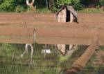 Garden Shack in reflection in the water of a future rice, Nalanda, Sri Lanka Ceylon.