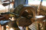 Extraction of fibrous bundles of the mesocarp of the coconut, Nalanda, Sri Lanka Ceylon.