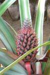 Infructescence Pineapple, spice garden Nalanda, Sri Lanka Ceylon.
