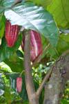 Cocoa beans in a cacao tree or Theobroma cacao, spices garden, Nalanda, Sri Lanka Ceylon.
