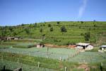Vegetable crops amid tea plantations, Nuwara Eliya, Sri Lanka Ceylon.
