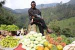 Vegetable vendor in upper Nuwara Eliya, Sri Lanka Ceylon.