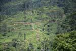 Tea plantations of the Glenloch Tea Factory, Katukitula, Sri Lanka Ceylon.
