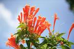 Flowers on a shrub in Glenloch Tea Factory, Sri Lanka Ceylon.