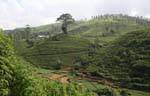 Valleys and hills of the plantation, Tea Road, Nuwara Eliya, Sri Lanka Ceylon.