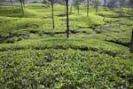 The tea plant belongs to the family of camellias, Tea Road, Nuwara Eliya, Sri Lanka Ceylon.