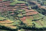 Fields of tea plants in various stages of culture, PBC Highway, Nuwara Eliya, Sri Lanka Ceylon.