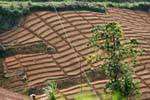 Preparation of planting tea plants before transplanting, Sri Lanka Ceylon.