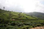 Tea plantation, small trees not exceeding 1.5 m high, Nuwara Eliya, Sri Lanka Ceylon.