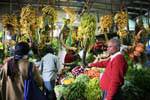 Bunches of bananas, Nuwara Eliya Market, Sri Lanka Ceylon.