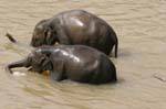 Bathing elephants in the river Ma Oya, Pinnawela Elephant Orphanage, Sri Lanka Ceylon.