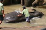 Brushing of the elephant orphanage in Pinnawela, Sri Lanka Ceylon.