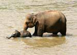 Initiation of the baby elephant for swimming with its mother, Pinnawela Orphanage, Sri Lanka Ceylon.