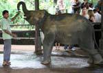 Bottle for the baby elephant at the Pinnawela Elephant Orphanage nursery, Sri Lanka Ceylon.