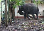 Portage tree trunk by an Asian elephant, Pinnawela, Sri Lanka Ceylon.
