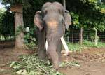 Old male with its ivory tusks, Pinnawela Elephant Orphanage, Sri Lanka Ceylon.