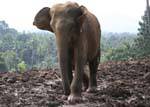 Pinnawela, wild elephants living mostly in semi-freedom, Sri Lanka Ceylon.