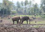Pinnawela, elephant orphanage founded by Dept of Wildlife Conservation, Sri Lanka Ceylon.