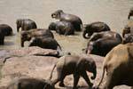Baby elephant in the herd going to the river, Pinnawela, Sri Lanka Ceylon.