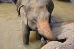Pinnawela, an elephant that greatly mistaken, Sri Lanka Ceylon.