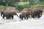 Herd of elephants in the rapids of the Maha Oya, Pinnawela, Sri Lanka Ceylon.