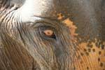 Indian Elephant eye close-up, Pinnawela, Sri Lanka Ceylon.