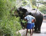 Elephant watering is with his trunk along the road, Pinnawela, Sri Lanka Ceylon.
