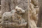 Stone Zebu, Terrace of the Tooth, Polonnaruwa, Sri Lanka Ceylon.